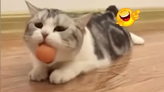 Funny pets compilation - Best moment fails of Dogs and Cats videos 2024