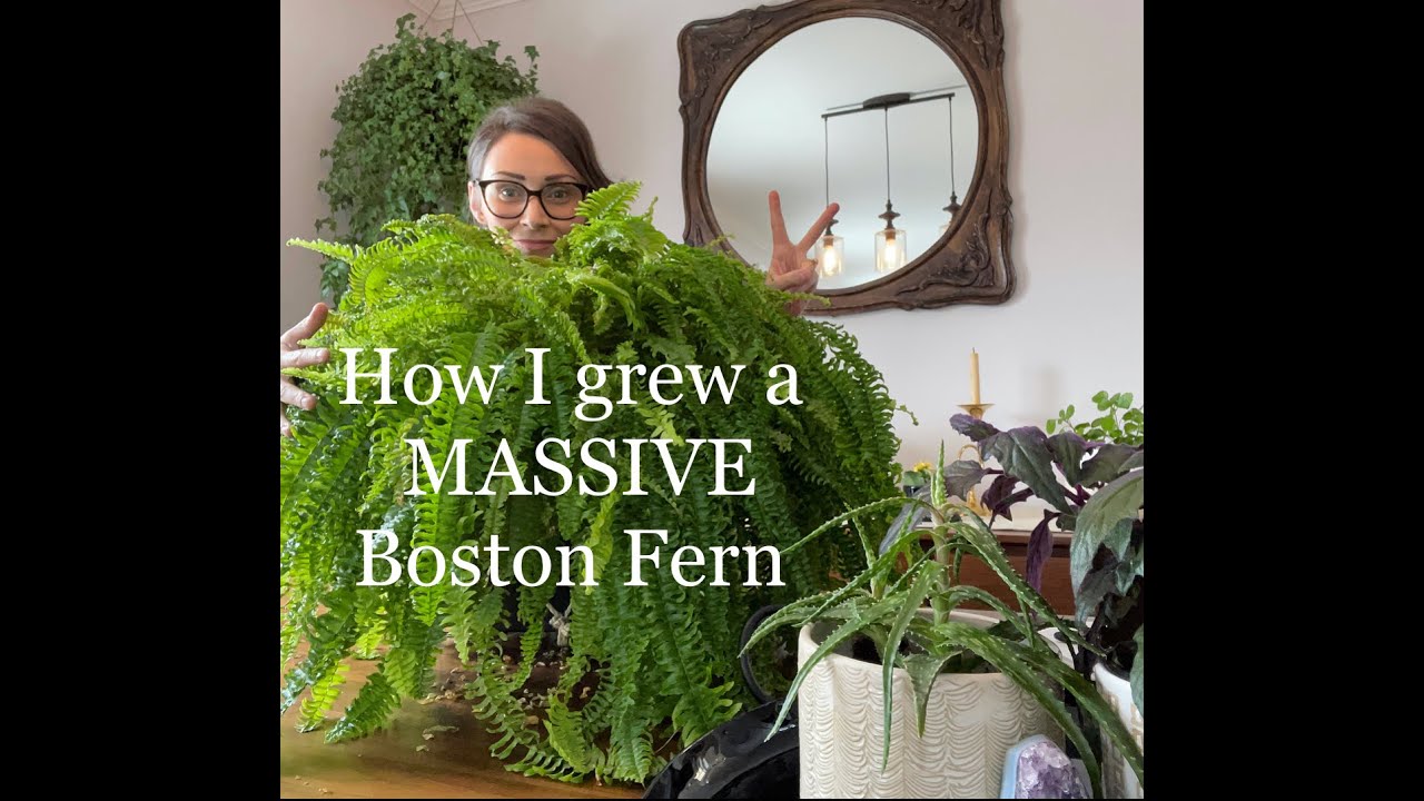 How I Grew A Massive Boston Fern!