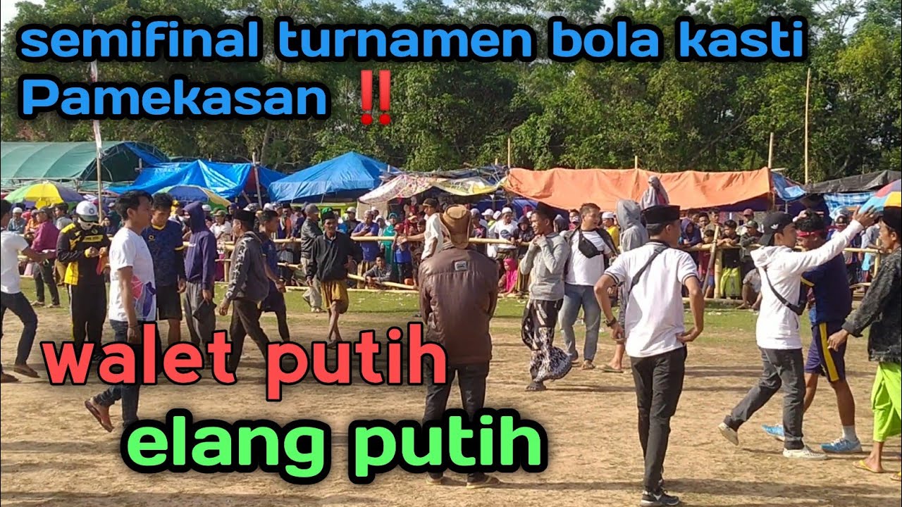elang putih vs walet putih ‼️