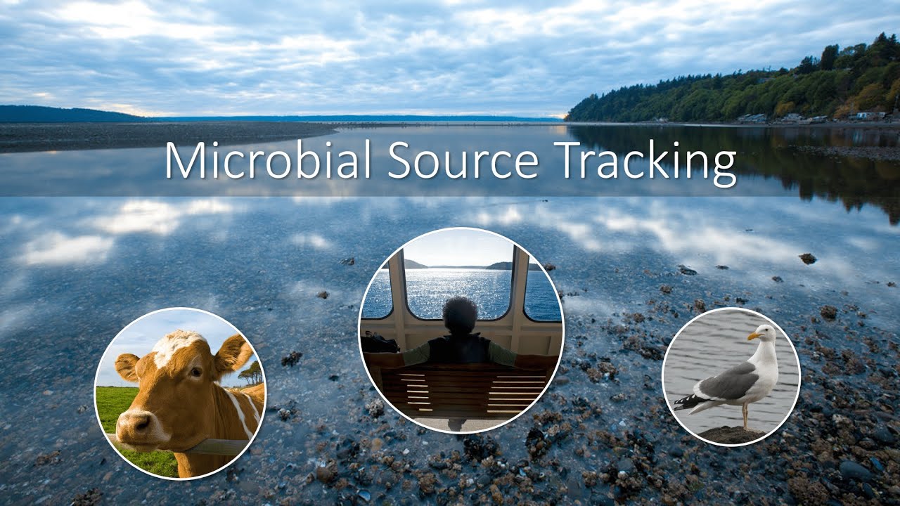 Microbial Source Tracking