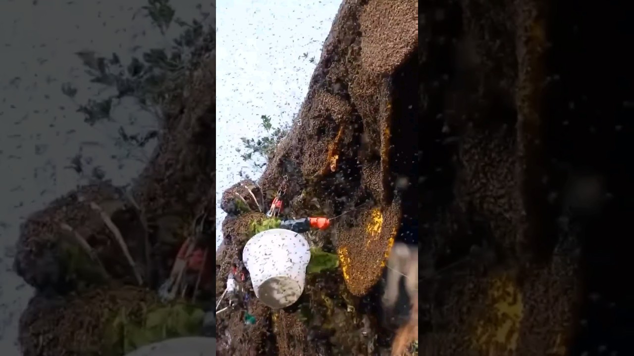 Cara petani panen madu hutan- dunia pertanian 