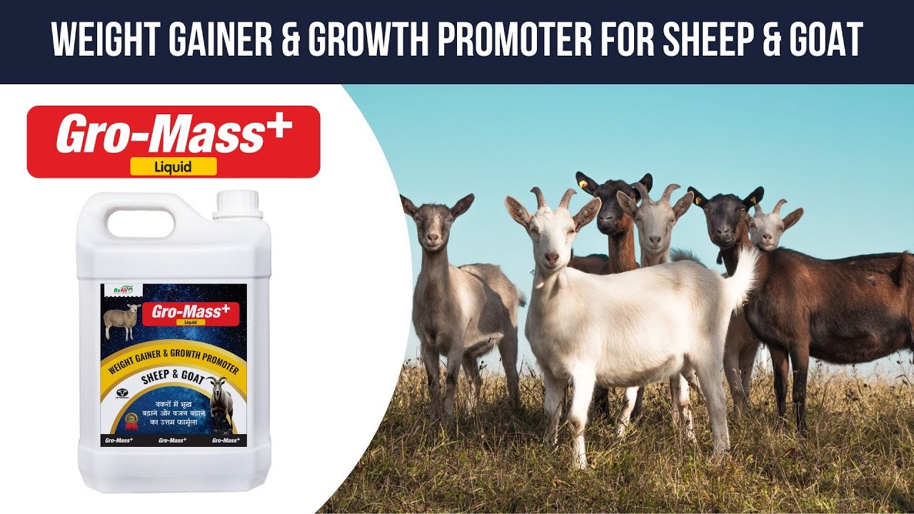 GRO-MASS + Weight Gainer & Growth Promoter for Sheep & Goat