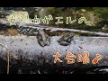 カジカガエル　大合唱／鳴き声【癒し】宮城県／鎌倉温泉　Ｓｏｎｇ ｏｆ Ｋａｊｉｋａ ｆｒｏｇ