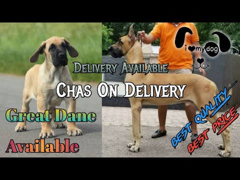 great dane delivery