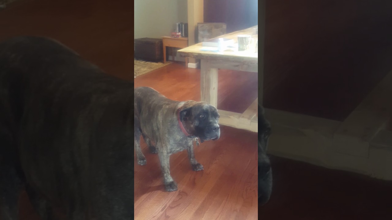 DIY essential oil dog shampoo