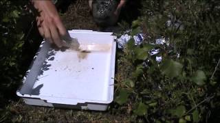Algae In Benthic Environments