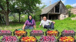 Over 3000 Harvested Plums! Making Natural Drink, Cake and Jam in the Village!