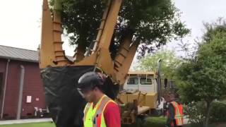 Yountville Oaks -Tree Spade Transplanting