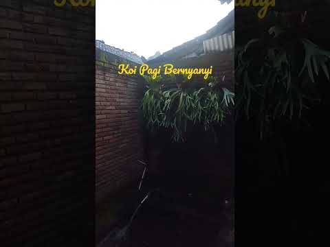 Koi pagi berseri