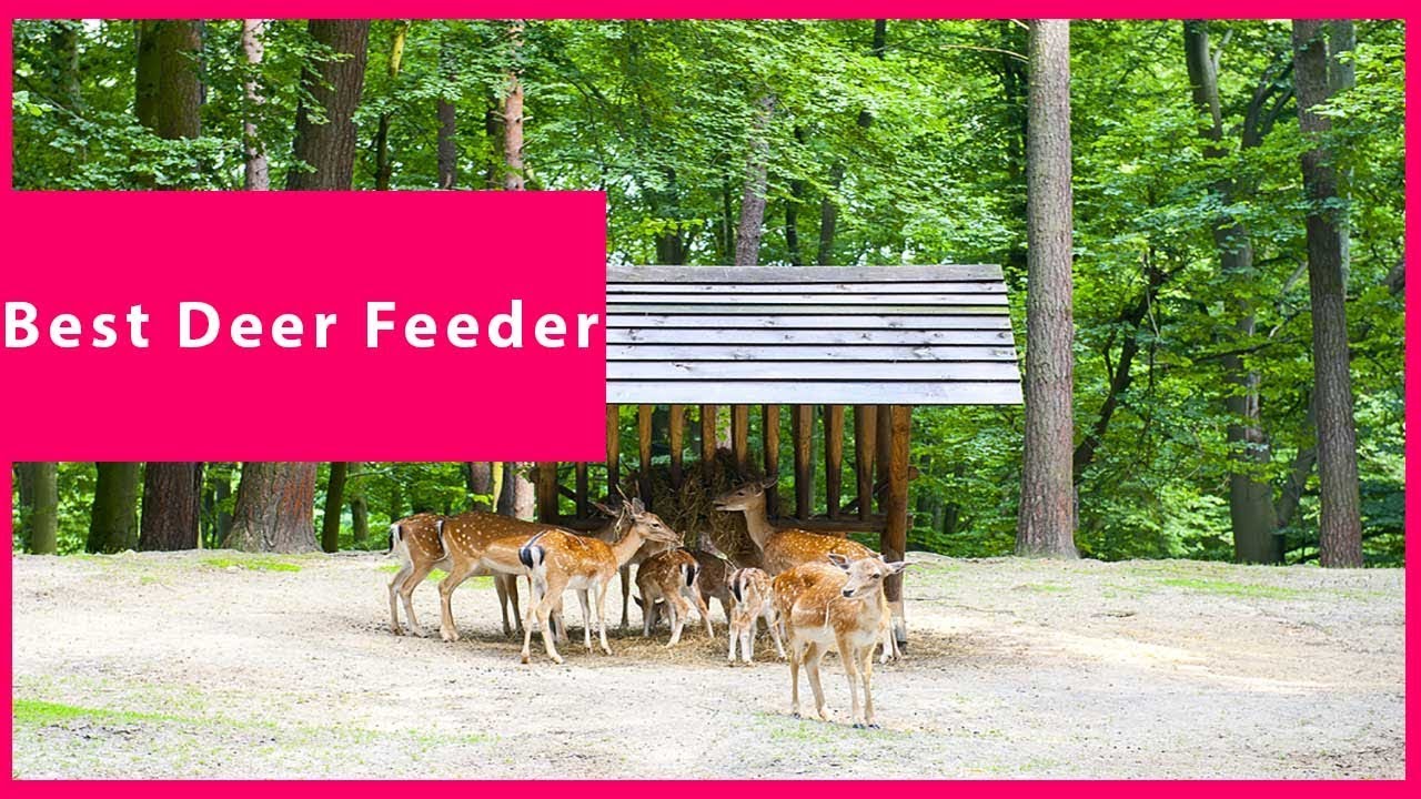 Deer Feeder Best Deer Feeder Latest Reviews Guide Youtube
