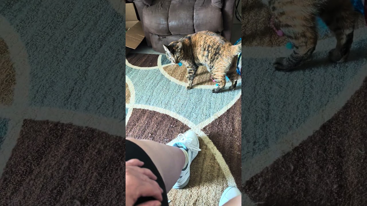 Sweet kitty gets a new toy! #cat #funny #funnycats