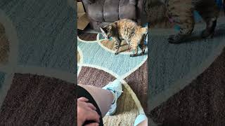 Sweet kitty gets a new toy! #cat #funny #funnycats @MamaZsTexasKitchen