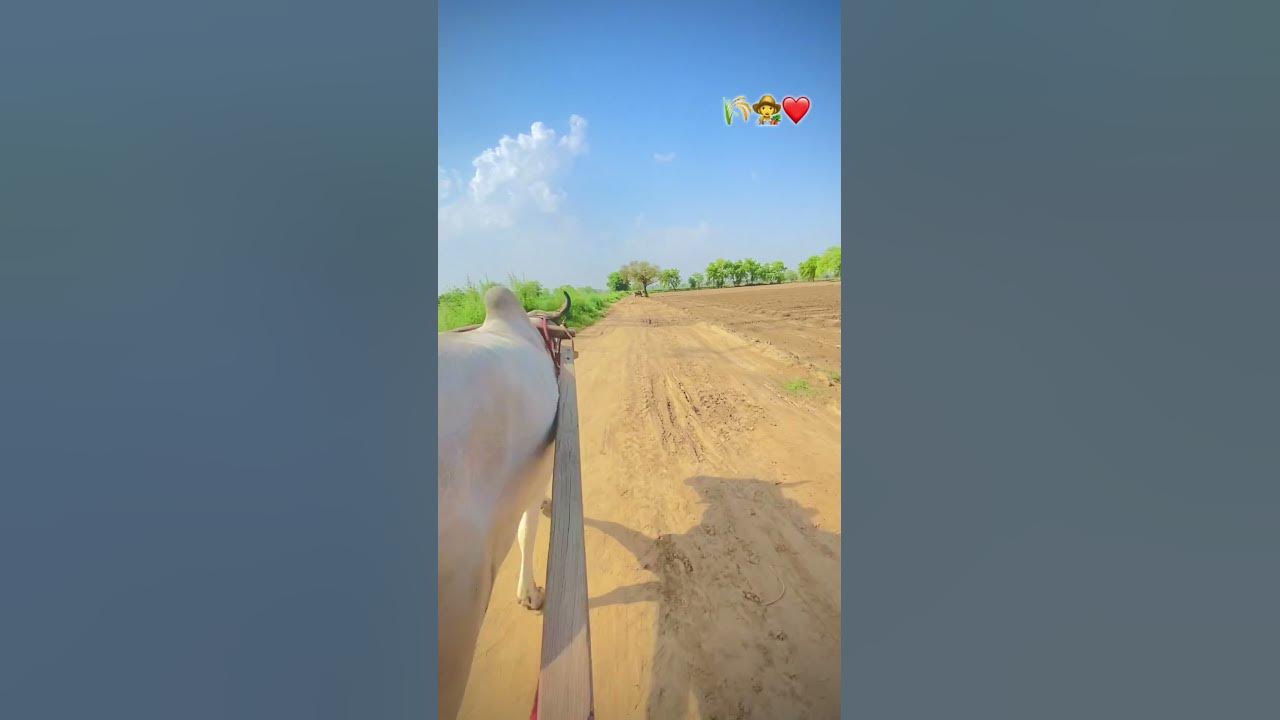 gaon m mahanti kisan or belo ki jodi 🙏🙏shortfeed viralshort ytshort