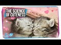 The Science of Cuteness and Its Effects