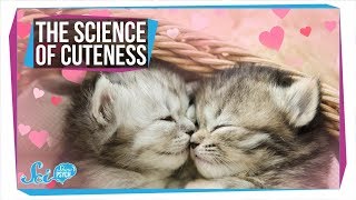 The Surprising Benefits of Watching Cute Cat Videos The Surprising Benefits of Watching Cute Cat Videos