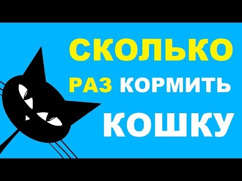 Сколько раз в день кормить кошку?