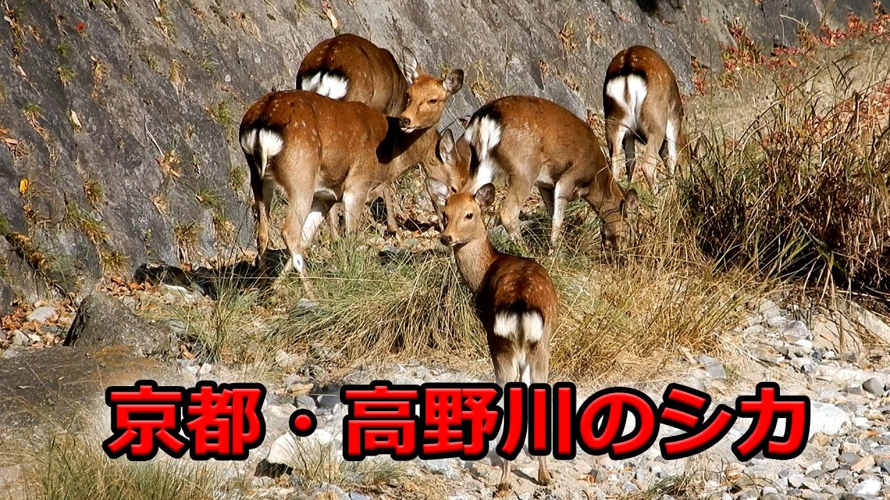京都・高野川のシカ（2025年11月24日 京都市左京区）Wild deer in the