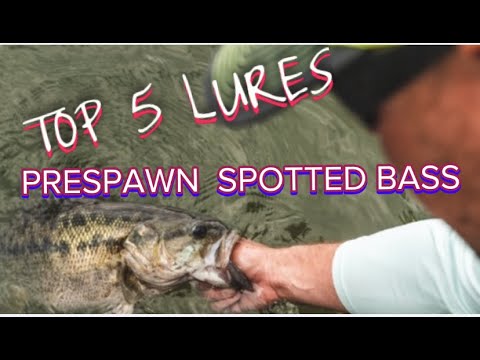 Spotted bass fishing TOP 5 lures in Prespawn