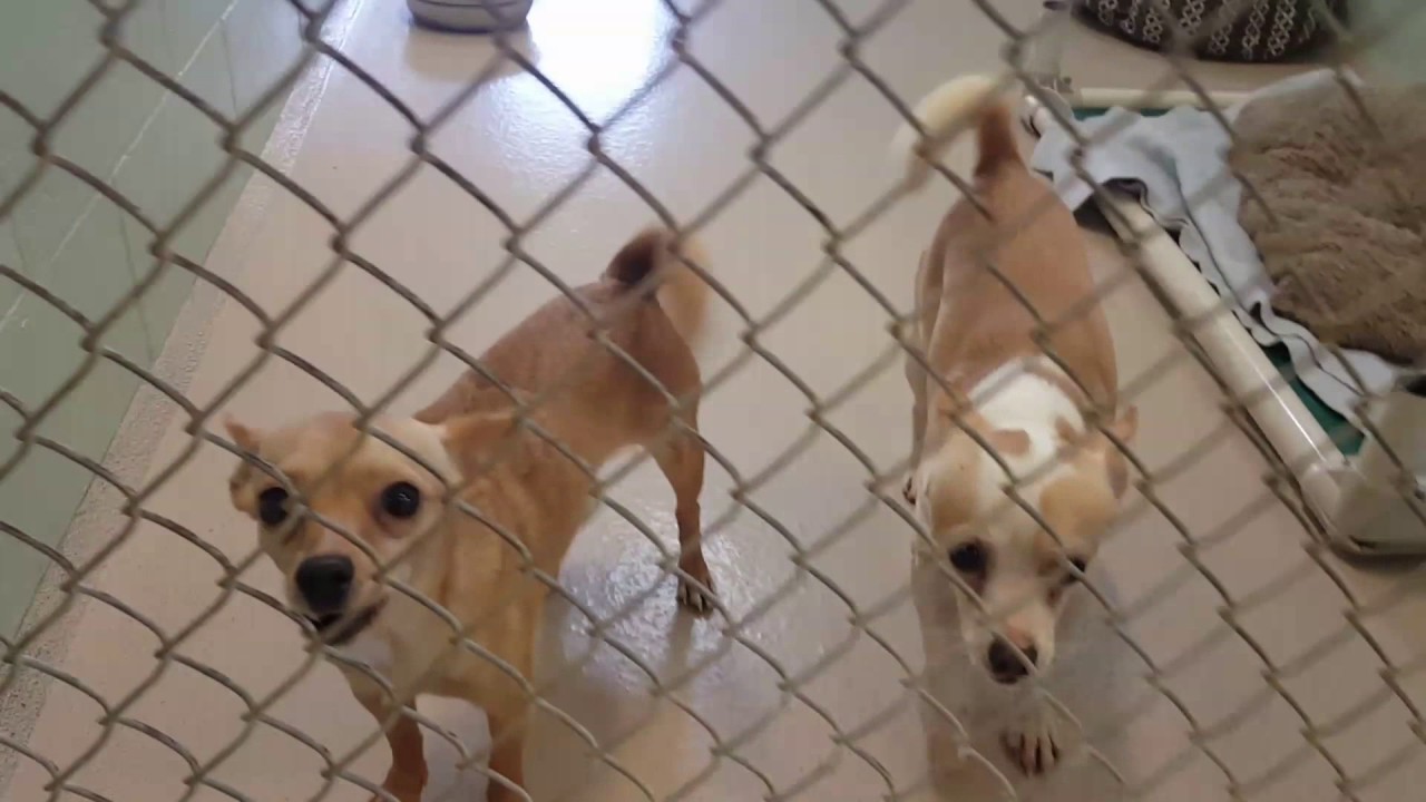 Dog Adoption Walk Thru 4/29/2017 YouTube