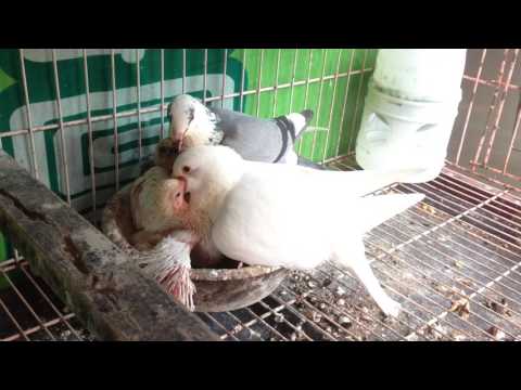 鴿子育雛 IMG_5807.MOV