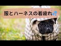 【良かれと思って着せる冬服💦】犬の筋肉疲労を改善するマッサージのやり方