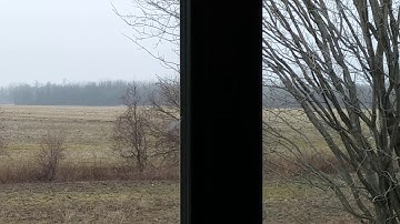 Birds, birds, birds everywhere.