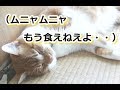 起きろ！昼間から熟睡してんじゃねえ【侵入した野良仔猫】～家猫修行中～