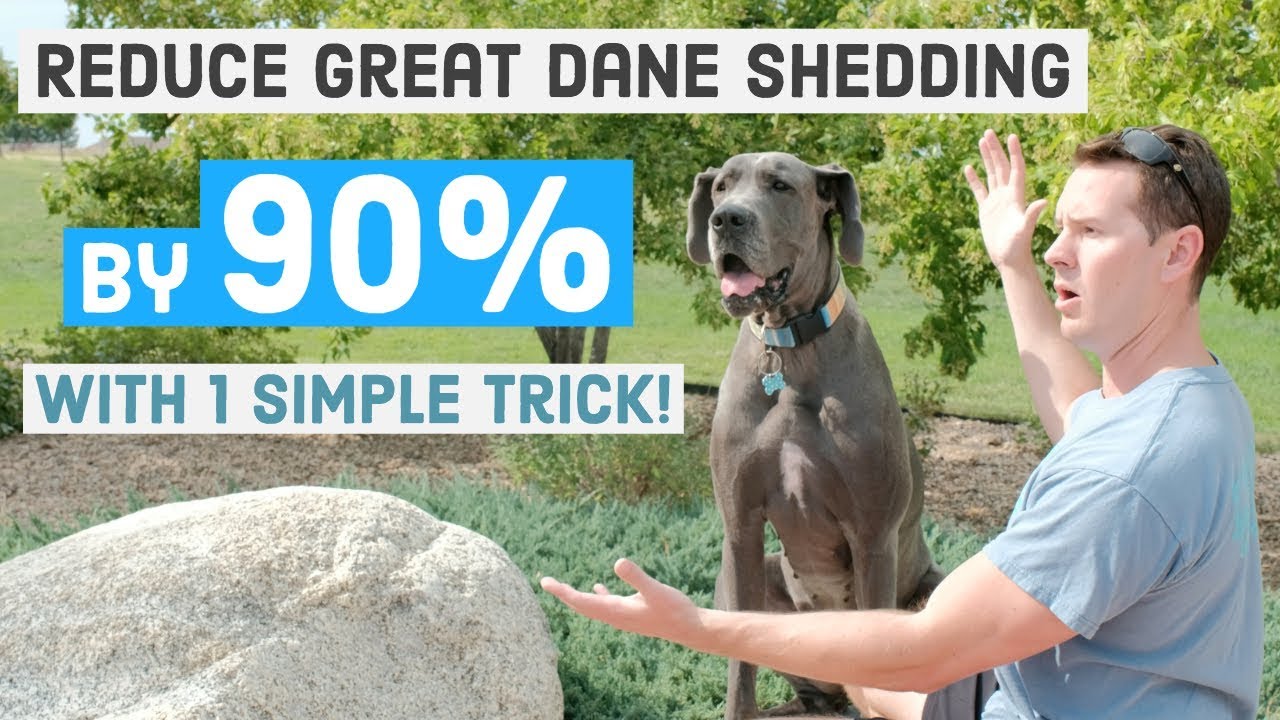 great dane food allergies