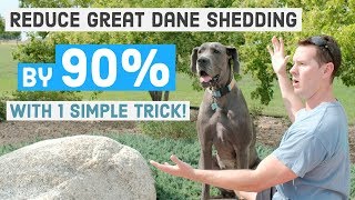 Best Tip to Reduce Great Dane Shedding | Great Dane Care