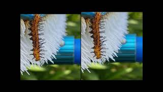 Natura Exotica Curiozitati -Omida Veninoasa