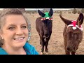 How to Get Hats on Donkeys | The Struggle is Real | Happy Holiday Wishes
