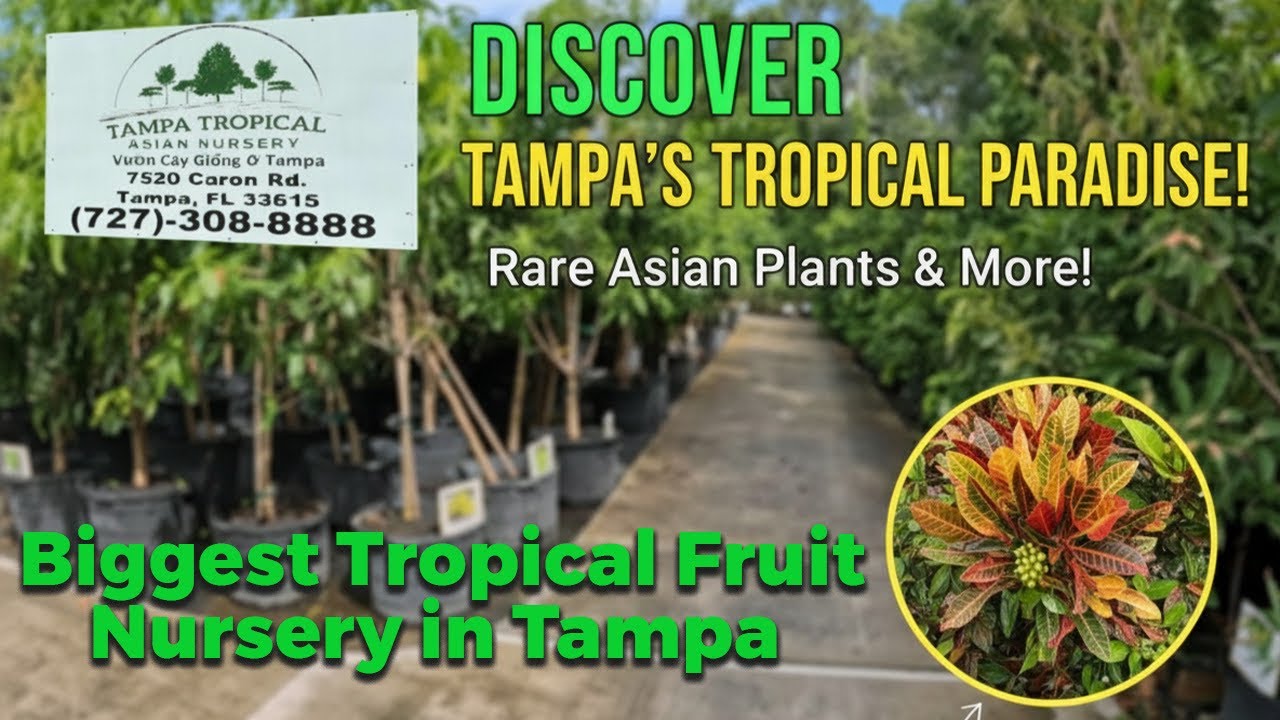 🥭 Biggest Tropical Fruit Nursery in Tampa, Florida 