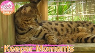 Keeper Moment - Beacher Savannah Cat on Platform