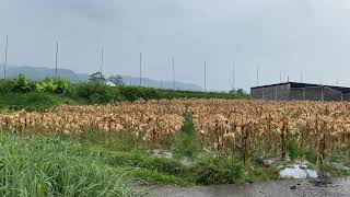Calm Your Mind with SUPER HEAVY RAIN in Indonesian Countryside