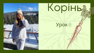 Корінь. Ботаніка. 6 клас. Підготовка до ЗНО