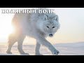 Полярный волк: Самый крупный подвид волка | Интересные факты про волков