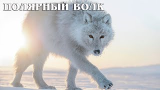 Полярный волк: Самый крупный подвид волка | Интересные факты про волков