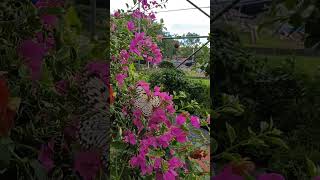 Beautiful Purple Bougainvillea with Butterfly