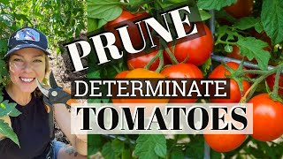 Pruning Determinate Tomato Plants