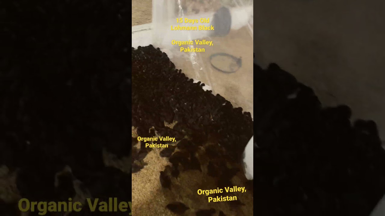 15 Days Old Lohmann Black