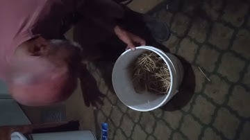 man bitten by rattlesnake on camera!!!!!