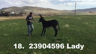 18   23904596 Lady Auction Video Final