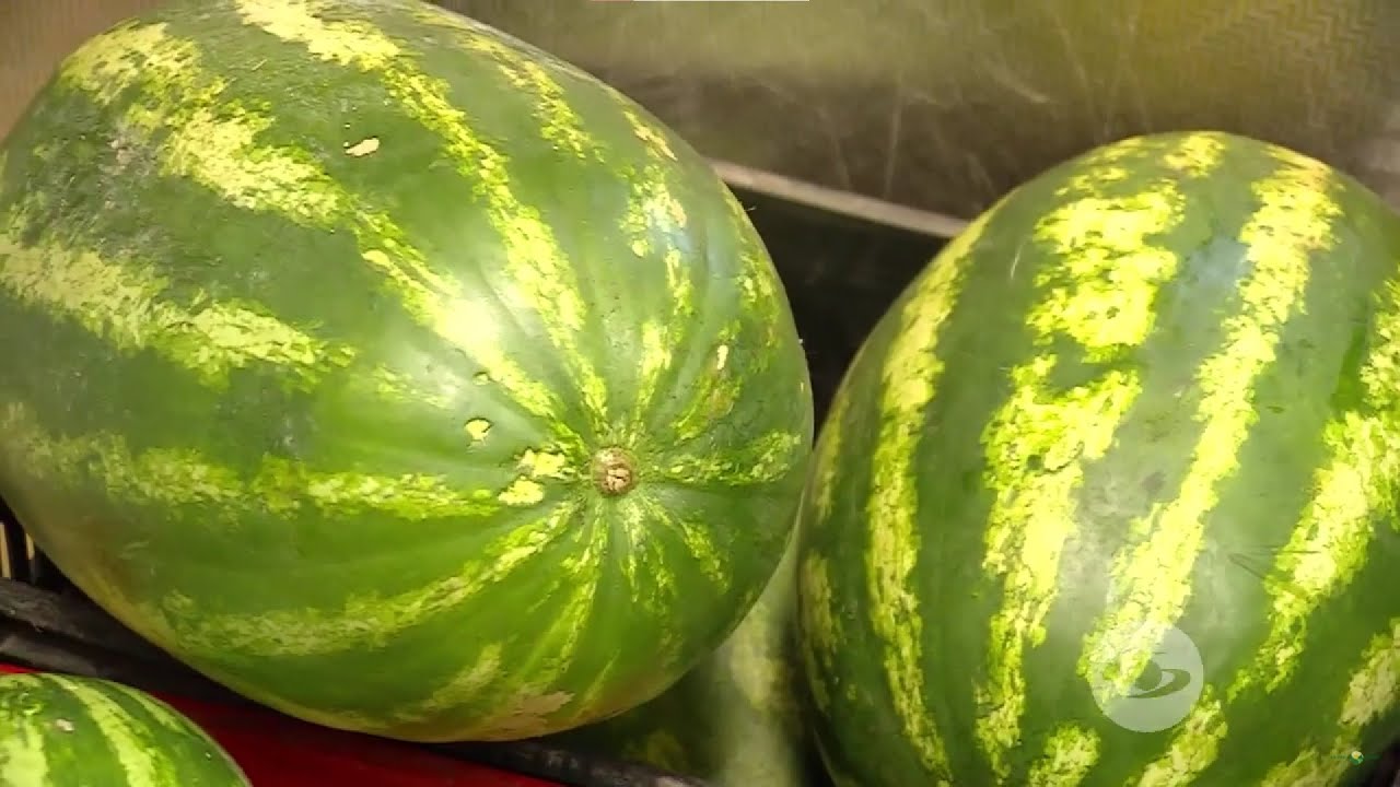 Como Se Dice Sandia En Colombia