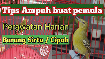 Cara merawat burung sirtu agar cepat bunyi buat pemula