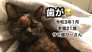 【老猫21歳】歯が無くなりました