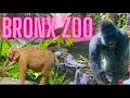 [4K] Bronx Zoo Walking Tour 🐘🦌🦓🦒🦍Up close look to extinct animals 🦏May 21, 2021