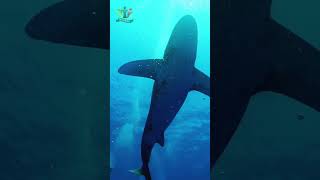 Top 2 Animals That Do Not Sleep #shorts #facts #animals