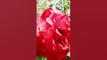 Как часто поливать розы в открытом грунте? 🌹
