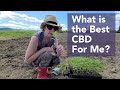 What&#39;s The Best CBD Oil For Me?