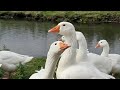осенний релакс на реке// гуси-лебеди на воде